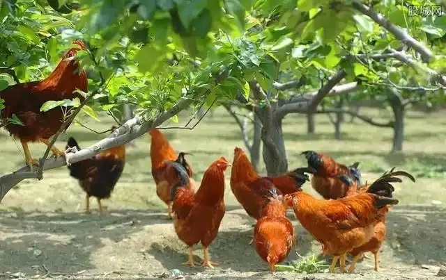 抓住這個風(fēng)口，青龍帶你在農(nóng)村年入20萬不是夢！